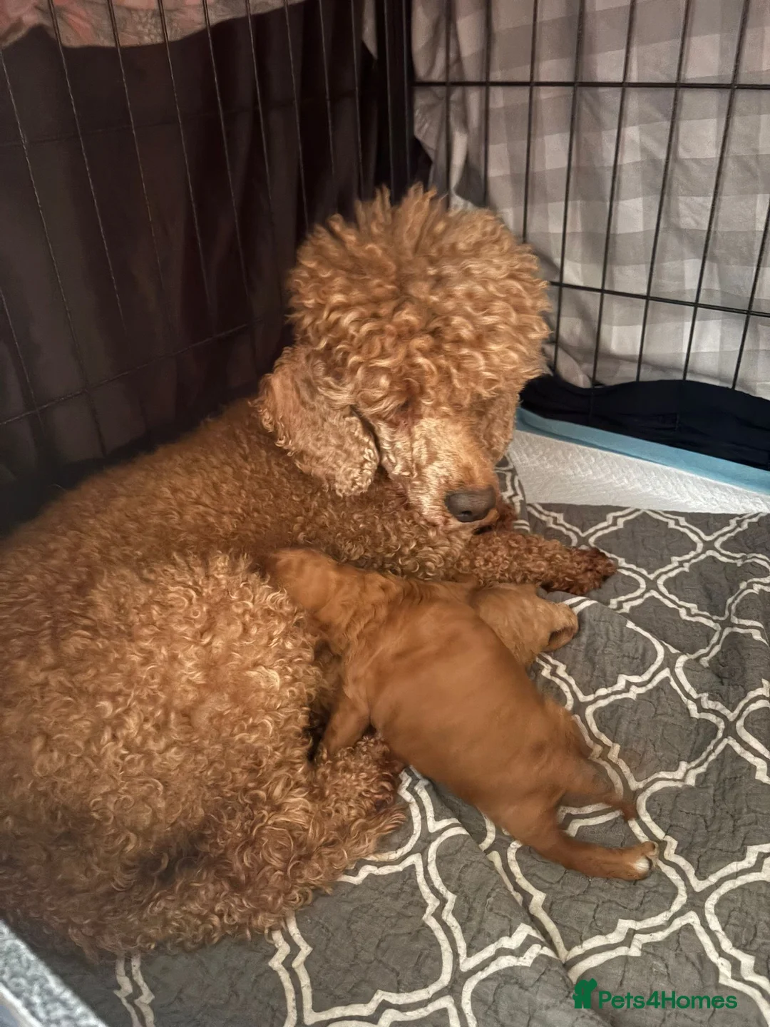 Miniature Poodle dogs for sale: KC register miniature poodles RED - Advert 4