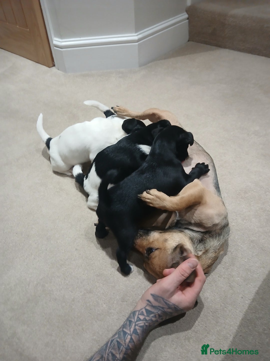 Jack Russell dogs for sale: Three male jack russell pups - Advert 5