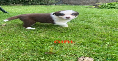 Mixed Breed dogs - Advert 3