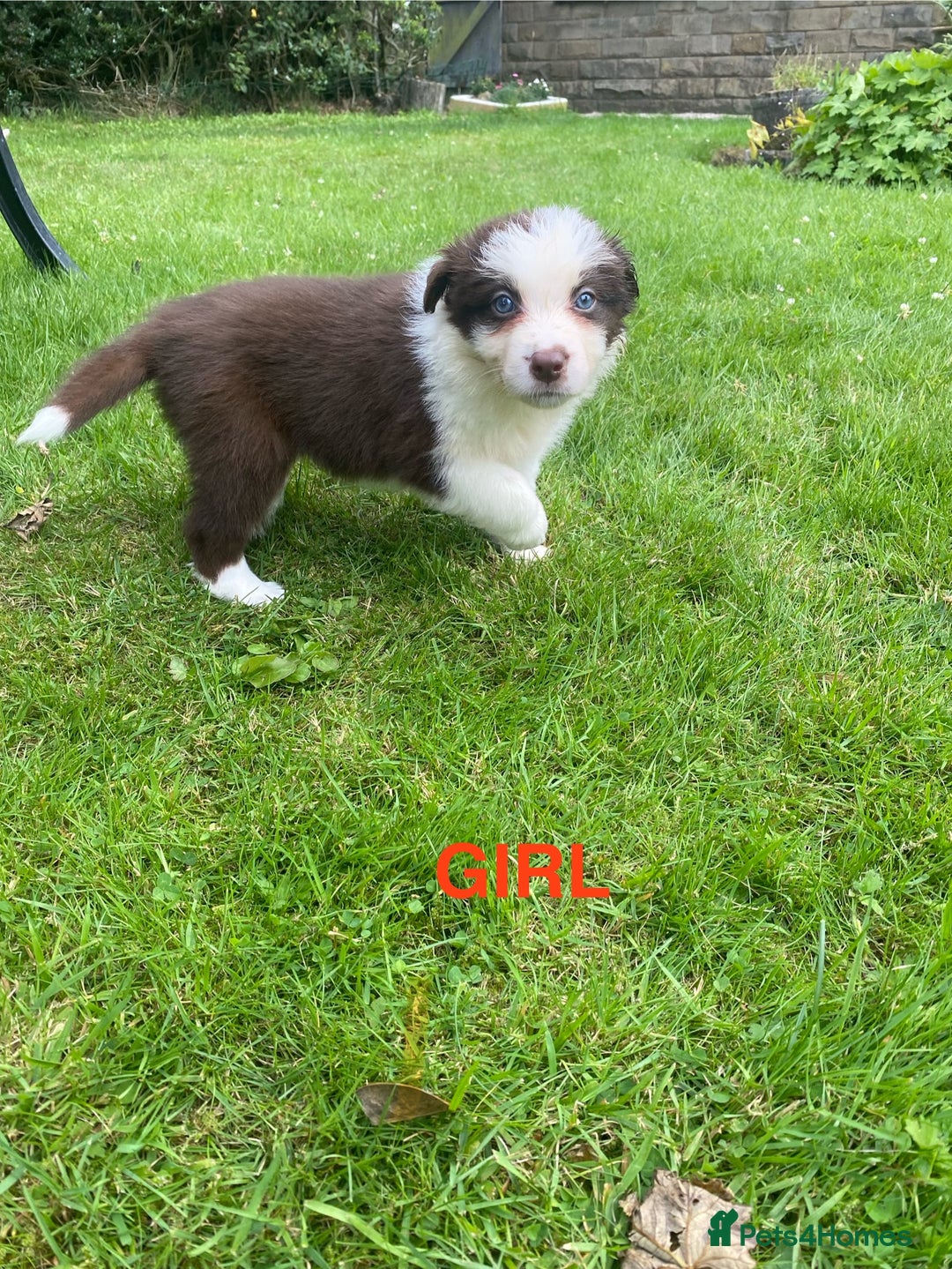 Mixed Breed dogs for sale: Border collie/Welsh collie puppies for sale - Image 3