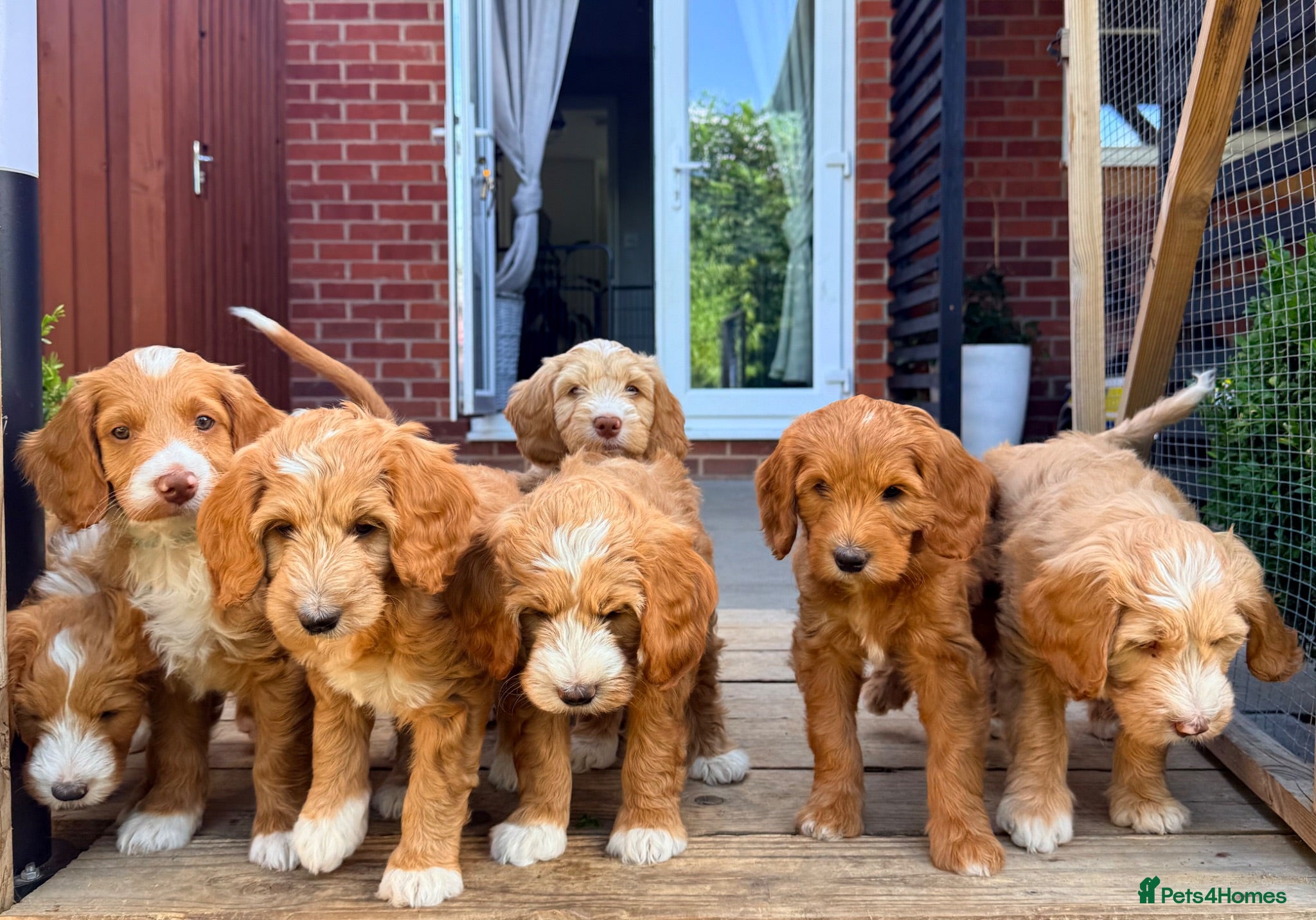 Australian Labradoodle dogs READY TO GO- Australian Labradoodles-health tested - Advert 2