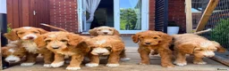 Australian Labradoodle dogs for sale: READY TO GO Australian Labradoodle x Cockapoo Pupp - Advert 2