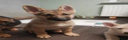 German Shepherd dogs for sale: German shepherd puppies - Advert 11