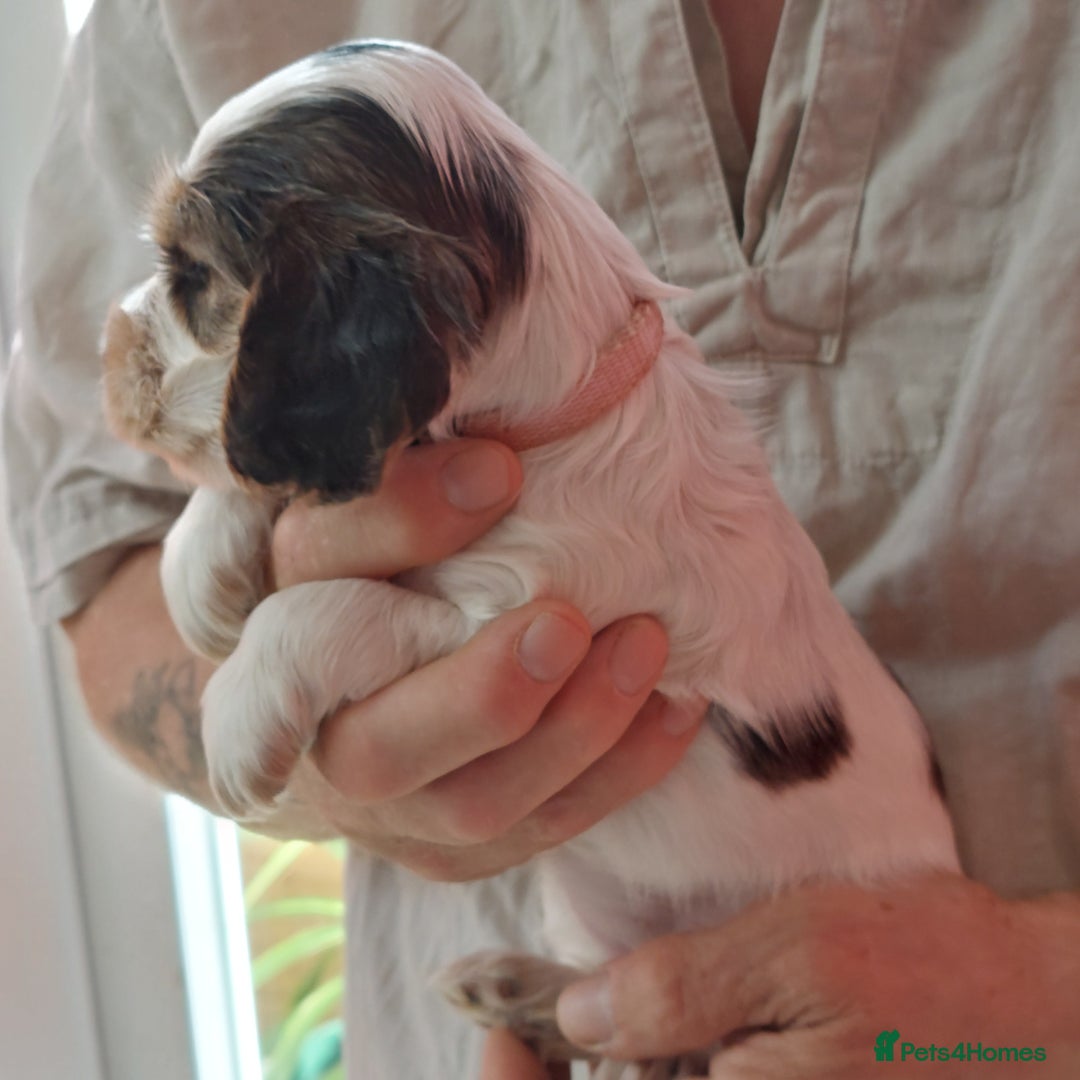 Cocker Spaniel dogs for sale: Kc Reg show type cocker spaniel puppies  - Image 27