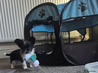 Chihuahua dogs Small chihuahua puppies - Advert 2