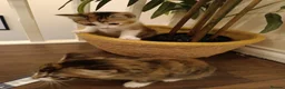 Mixed Breed cats for sale: 2 female kittens for sale - Advert 10