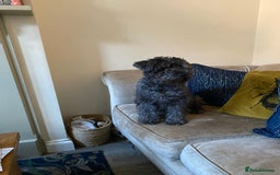 Mixed Breed dogs for sale: Schnauzer mixed breed  - Image 2