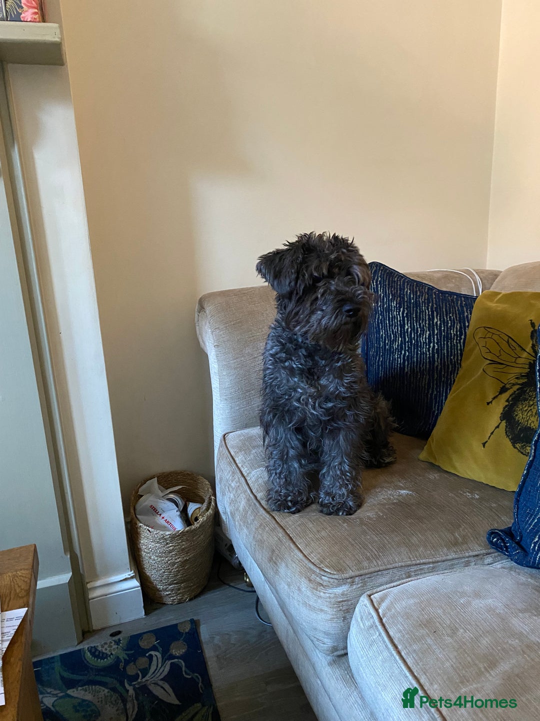 Mixed Breed dogs for sale: Schnauzer mixed breed  - Image 2