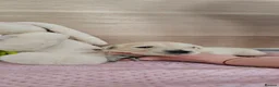 Golden Retriever dogs for sale: KC Registered Showline Golden Retriever Puppies - Advert 14