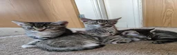 Mixed Breed cats for sale: Unique Tabby kittens   looking for a forever home  in Doncaster - Advert 11