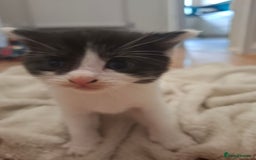 Mixed Breed cats for sale: Mixed colour kittens  - Image 15