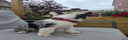 French Bulldog dogs for sale: Last girl ! French Bulldog  - Advert 7