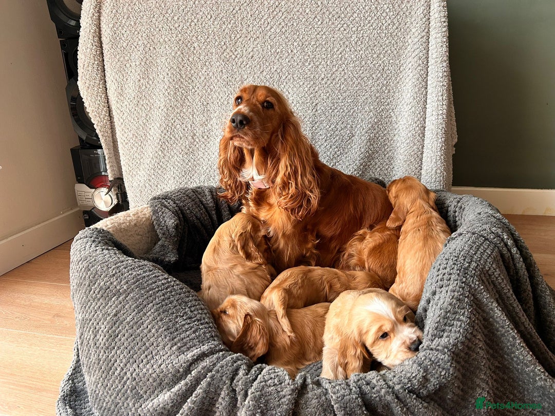 Cocker Spaniel dogs for sale: Golden English Show Cocker Spaniel puppies - Image 4