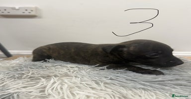 Mixed Breed dogs - Advert 1