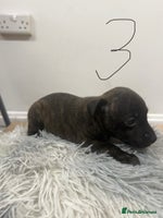 Mixed Breed dogs - Advert 1