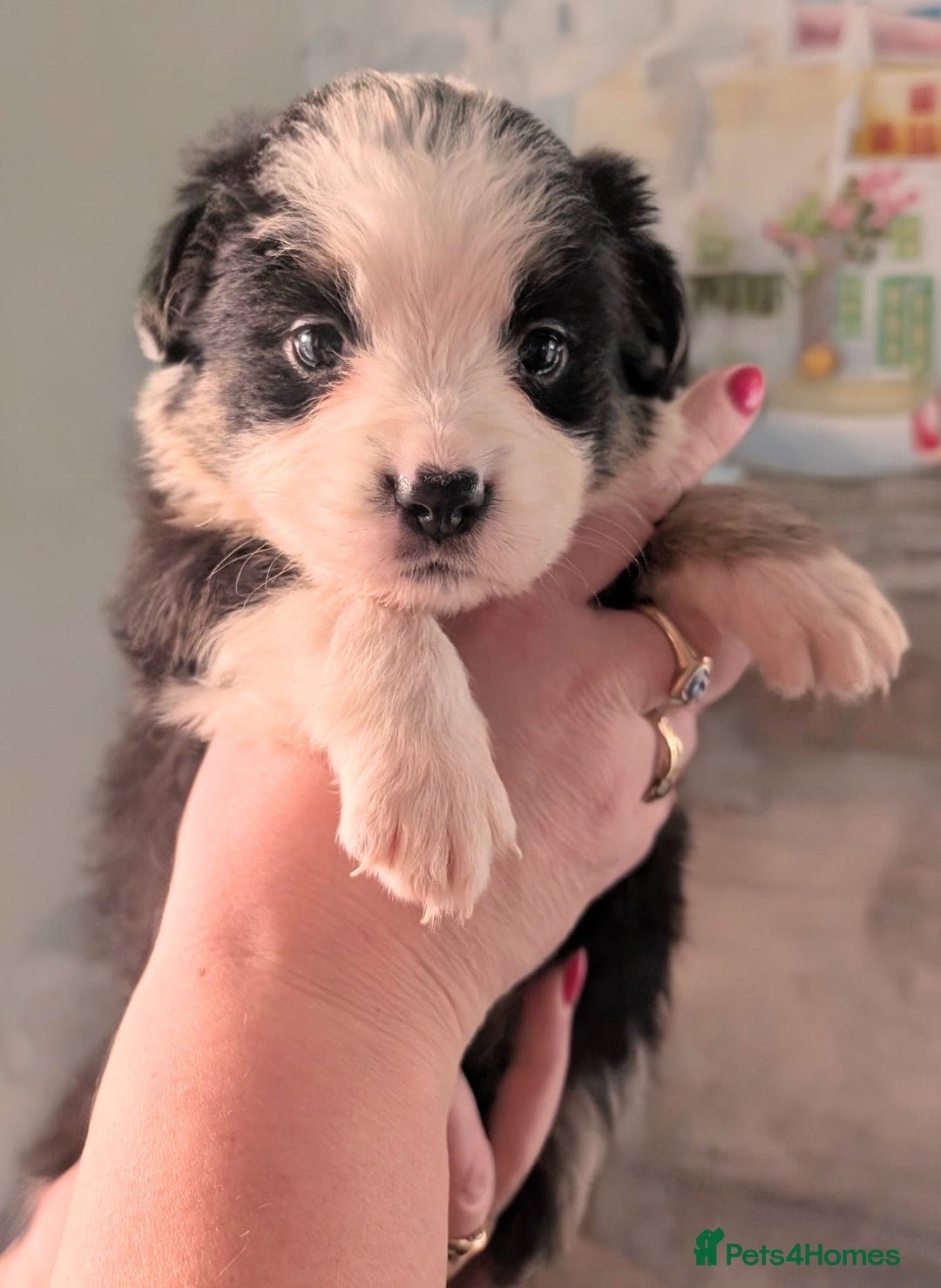 Mixed Breed dogs for sale: Beautiful Bordernese Puppies - Advert 16