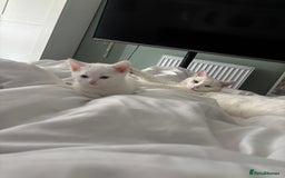 Turkish Angora cats for sale: ✨Adorable white kittens✨ - Image 5