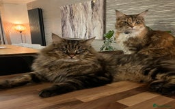 Maine Coon cats for sale: Maine Coon Boys for sale - Image 11
