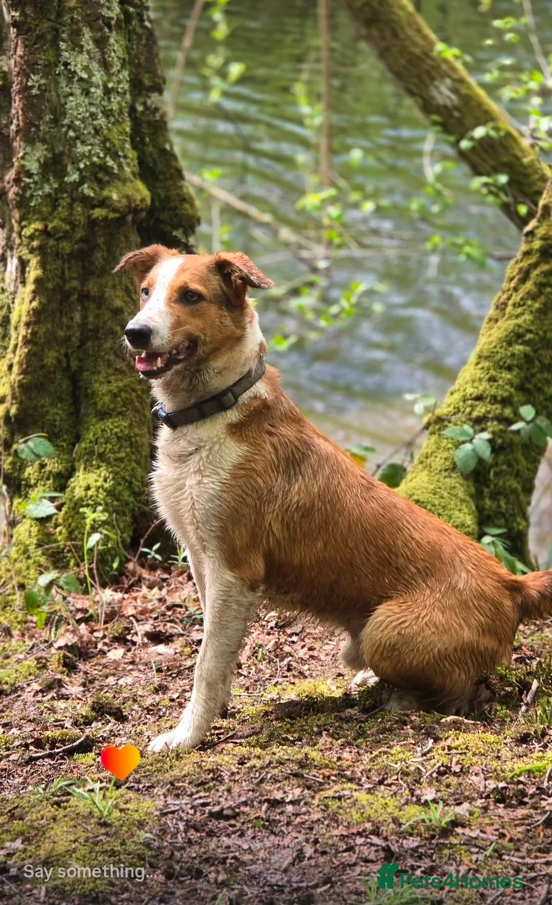 Border Collie dogs for stud: Merle Collie for Stud  in Saint Leonards-on-sea - Advert 2