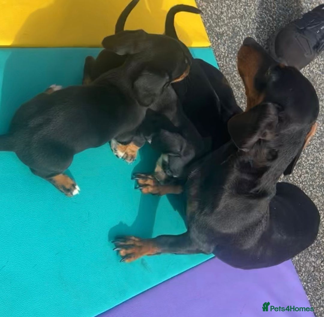 Dachshund dogs for sale: 4 beautiful puppies ready for new forever home!!!! - Image 9