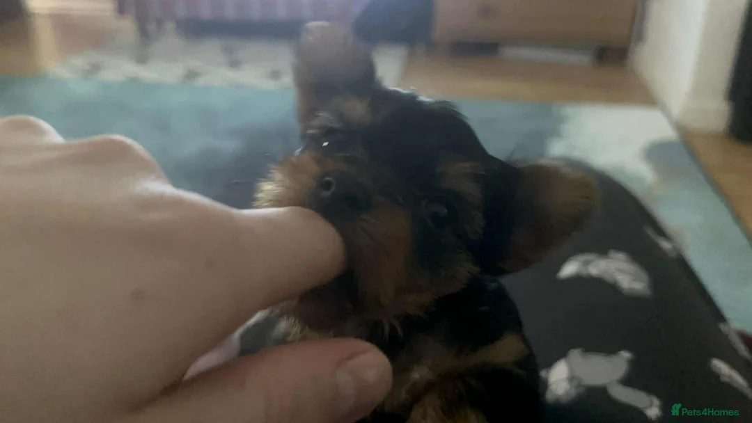 Yorkshire Terrier dogs for sale: yorkshire terrier and baby boy - Advert 10