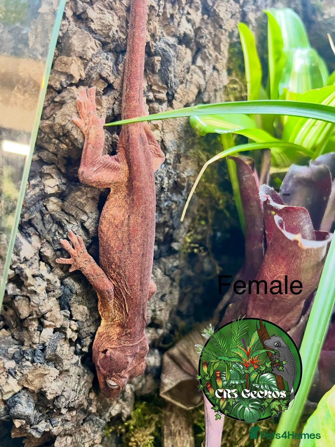 Gecko reptiles for sale: Crested gecko and gargoyles male and female  - Advert 13