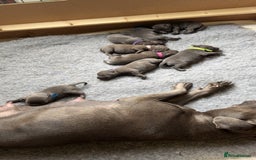 Staffordshire Bull Terrier dogs for sale: Beautiful kc blue staff pups by pharaon Bullscaff - Image 7