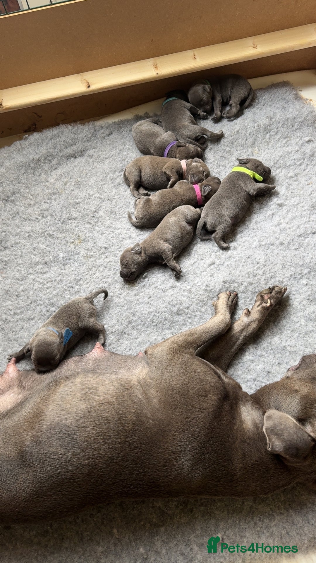 Staffordshire Bull Terrier dogs for sale: Beautiful kc blue staff pups by pharaon Bullscaff - Image 7