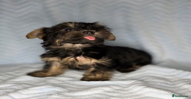 Yorkshire Terrier dogs - Advert 4
