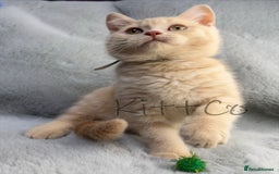 British Shorthair cats for sale: LAST 2 GCCF BSH Kittens – Ready NOW!! in Slough - Image 11