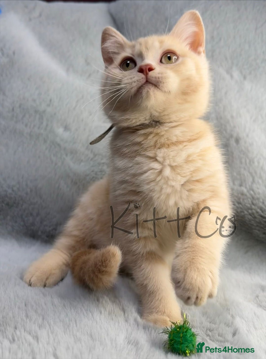 British Shorthair cats for sale: LAST 2 GCCF BSH Kittens – Ready NOW!! in Slough - Image 11
