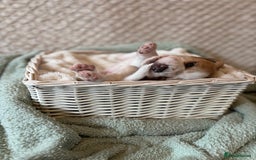 Beagle dogs for sale: KC registered Beagle puppies  - Image 30