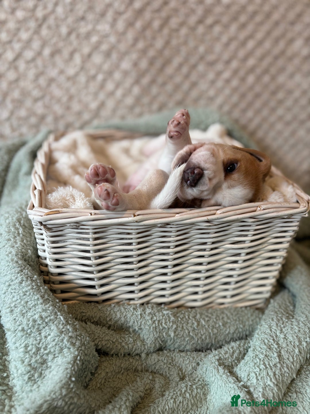 Beagle dogs for sale: KC registered Beagle puppies  - Image 30
