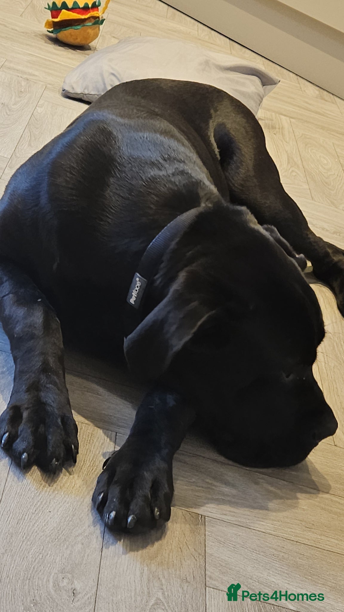 Cane Corso dogs 7 month old male cane corso - Advert 2