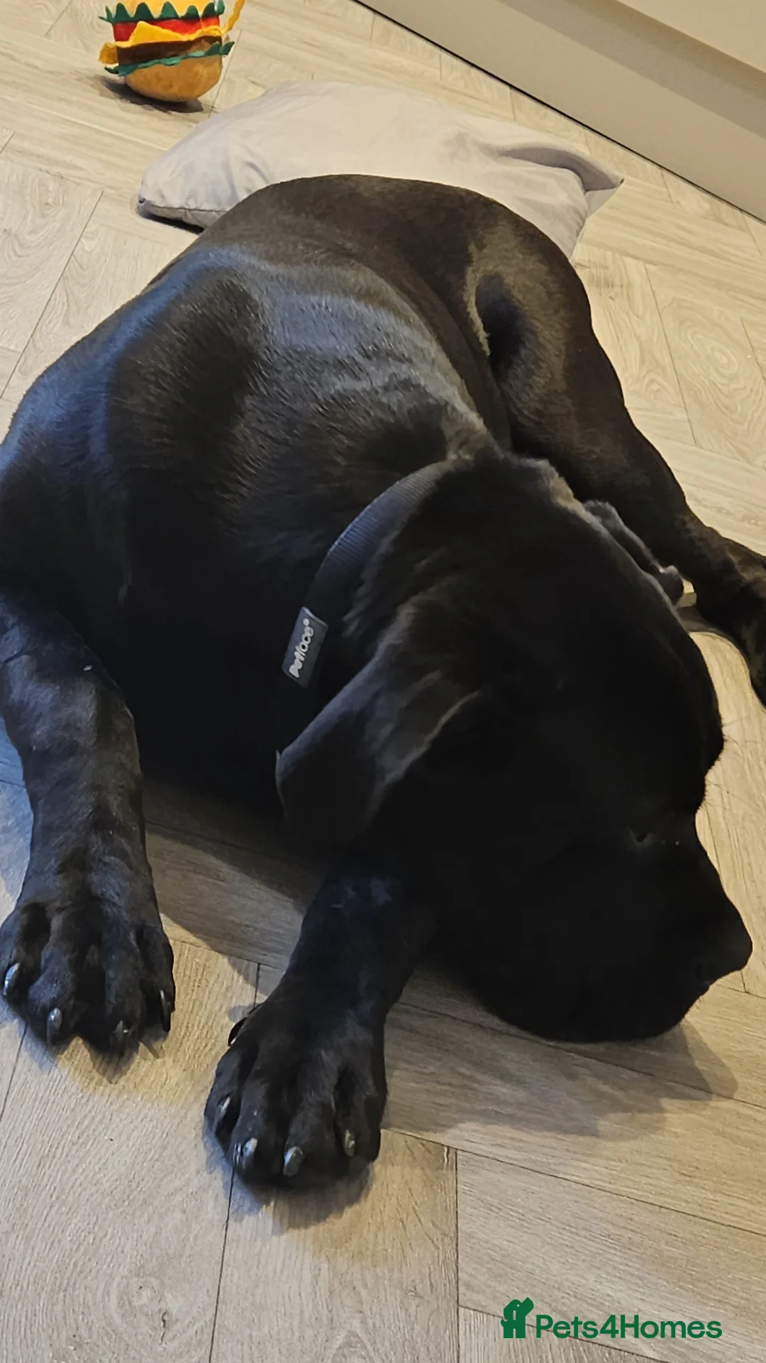 Cane Corso dogs for sale: 7 month old male cane corso in Gillingham - Advert 1