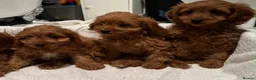 Cavapoo dogs for sale: Adorable Cavapoo Puppies Looking for Forever Homes - Advert 5