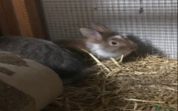 Mixed Breed rabbits for sale: Baby rabbits mixed breed  - Image 3