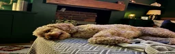 Cockapoo dogs for sale: Rosie 🩷 🐾  - Advert 2