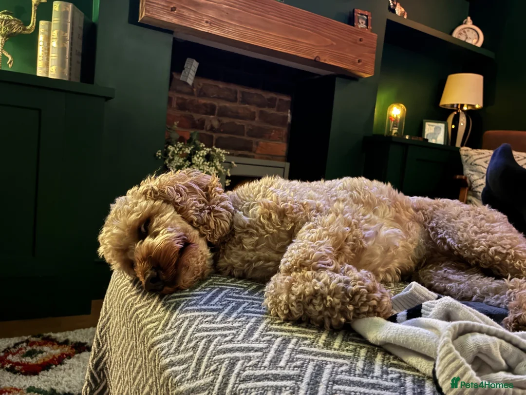 Cockapoo dogs for sale: Rosie 🩷 🐾  - Advert 2