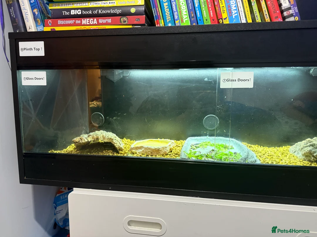 Tortoise reptiles for sale: 2 year old Horsefield tortoise - Advert 5