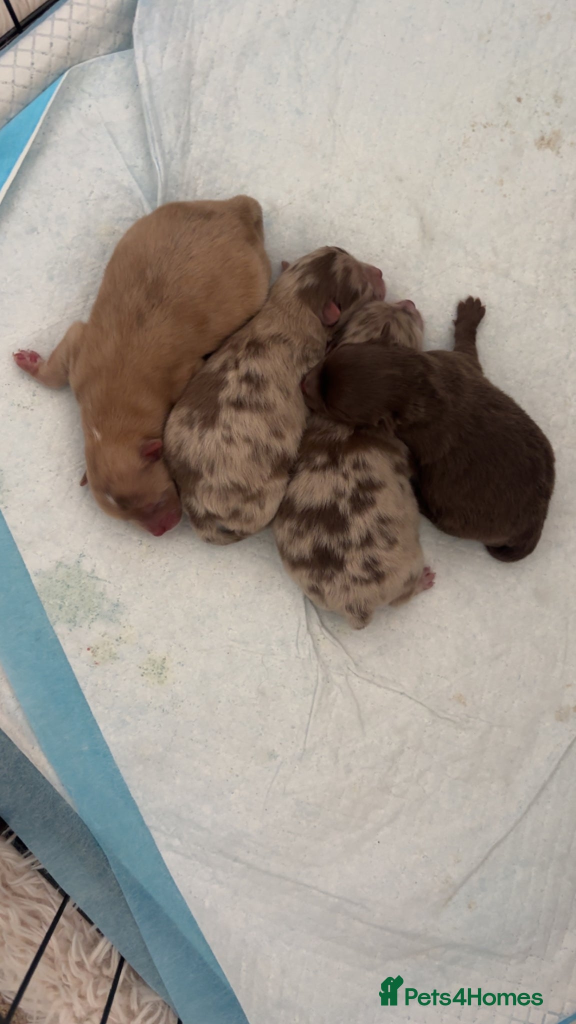 Pomeranian dogs Puppy’s due in 8 weeks  - Advert 9