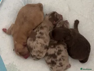 Pomeranian dogs Puppy’s due in 8 weeks - Advert 9