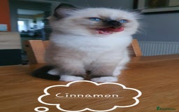 Ragdoll cats for sale: ✨🐾Ragdoll Kittens Ready for Their Loving Homes🐾✨ - Advert 11