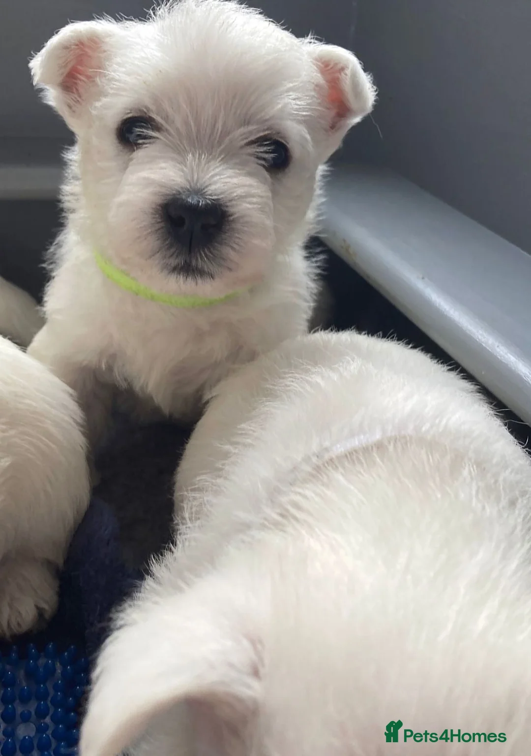 West Highland Terrier dogs for sale: West highland terrier puppies  in Armagh - Advert 2