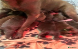 Labrador Retriever dogs for sale: Chocolate Labrador puppies  - Advert 27