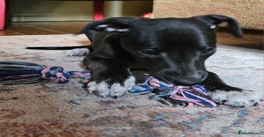 Whippet dogs - Advert 6