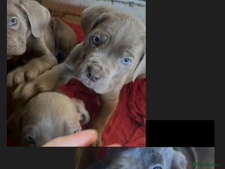 Cane Corso dogs - Advert 17