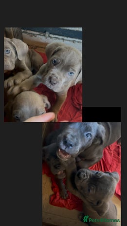 Cane Corso dogs - Advert 3