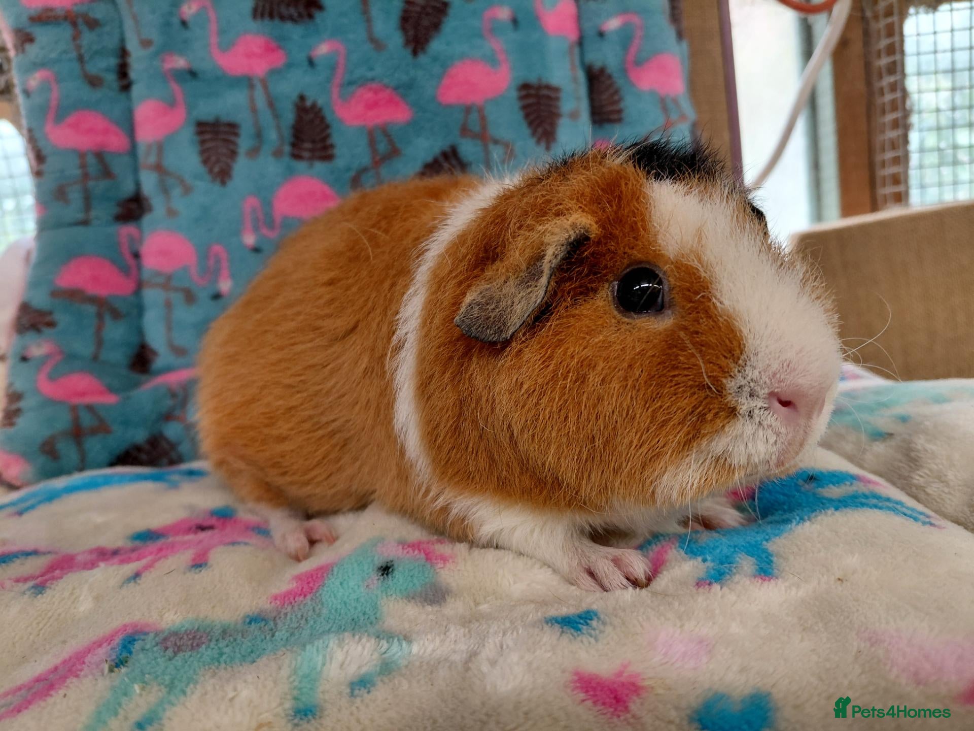 Guinea Pig rodents Young Adult Teddy Sow/Retired Young Adults  - Advert 9