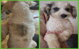 Poochon dogs for sale: F1 sable / sable merle poochons - Image 6